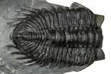 Bug-Eyed Coltraneia Trilobite Fossil - Ofaten, Morocco #354445-3